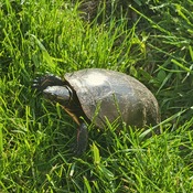 turtle in my backyard!