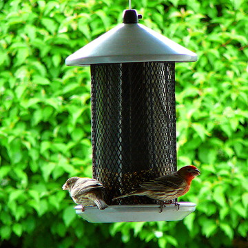 FINCH COUPLE DINING