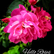 Welcome June and beloved roses, unveiling nature's poetry in its graceful form.
