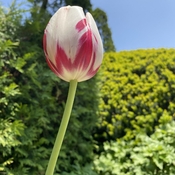 Tulip!