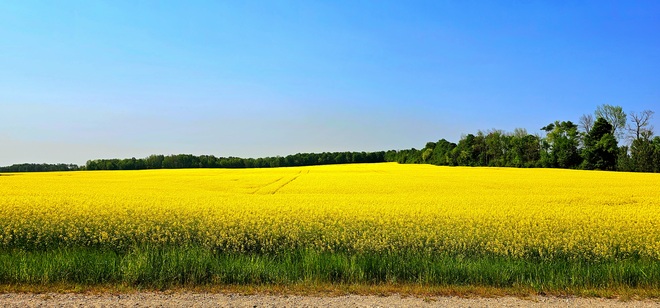 fields of yellow Listowel, ON