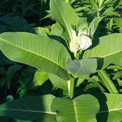 Here comes milkweed, the monarchs won't be far behind (YAY)