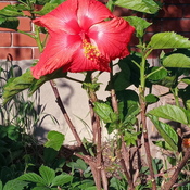Just peachy awakening to another opened hibiscus flower