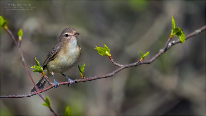 Warbling vireo Central Ontario, ON