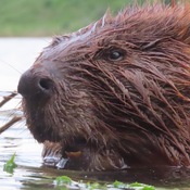 Portrait of a Beaver