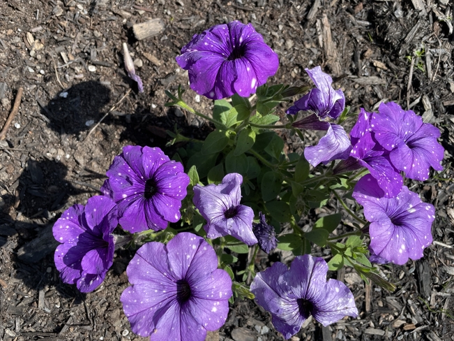 Purple Granby, Quebec, CA