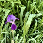 Un bel iris.