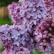 Purple lilacs