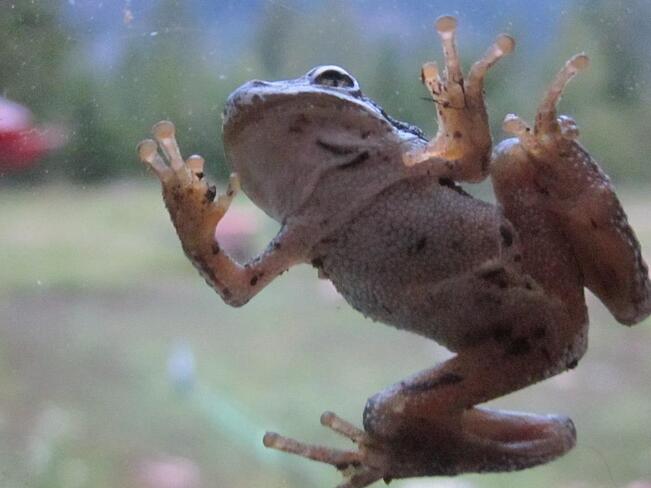Frog Grand Forks, BC