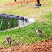 Goslings in the park