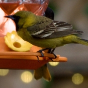 Orchard oriole : new to my backyard