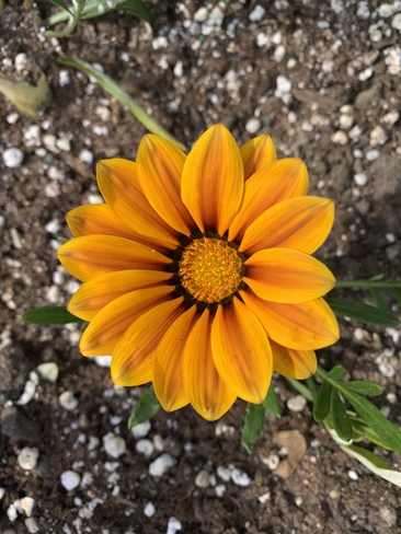Bright flower Etobicoke, Ontario, CA