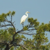 Egret overlooking the marsh