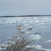 ice in the harbour
