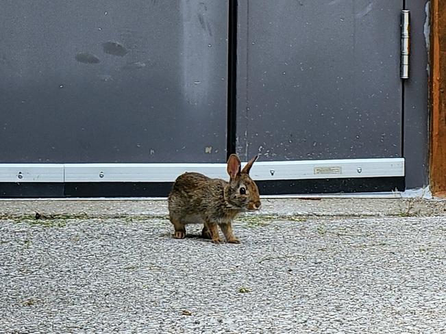 Baby bunny at work Saugeen Shores, ON