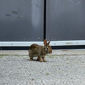 Baby bunny at work