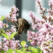 A Black Swallowtail butterfly