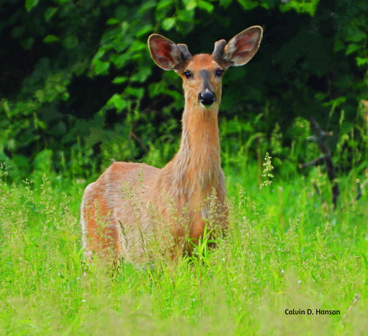 Young Buck Deer Ingleside, ON