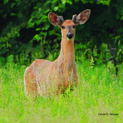 Young Buck Deer