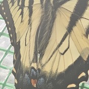 Close up of a Swallowtail