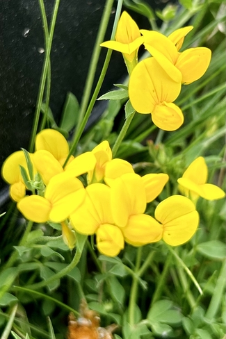 Miniature Bloom Ottawa, Ontario, CA