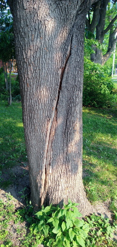 Made my tree laugh so hard it cracked up Pointe-Claire, QC