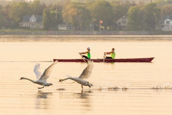 Swans and rowers on the Bay of Quinte Belleville, ON