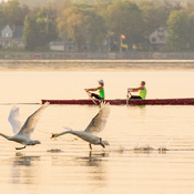 Swans and rowers on the Bay of Quinte