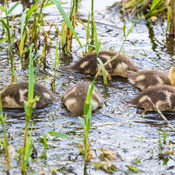 Ducklings along the Bay of Quinte