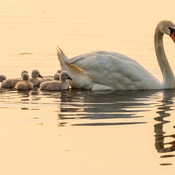 Swans and cygnets