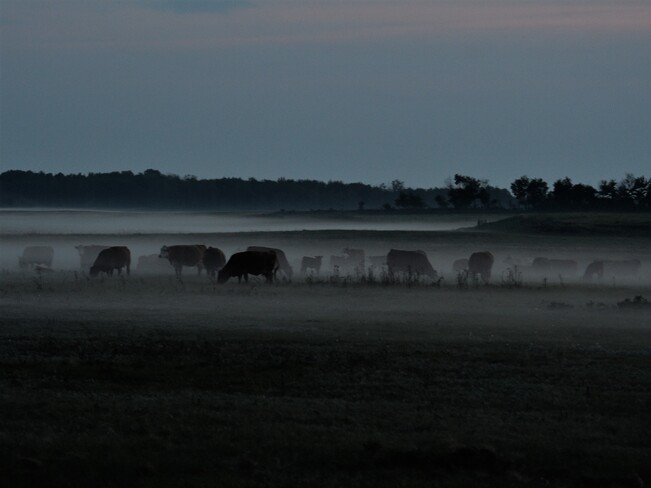 Cattle in the Mist Bonnyville, AB