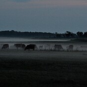 Cattle in the Mist