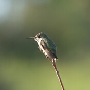 Hummingbird in the morning sun