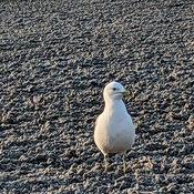 gull at Alberta Beach