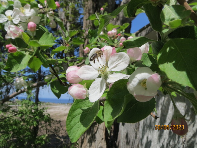 une journée dans les fleurs de pommier Chambord, QC