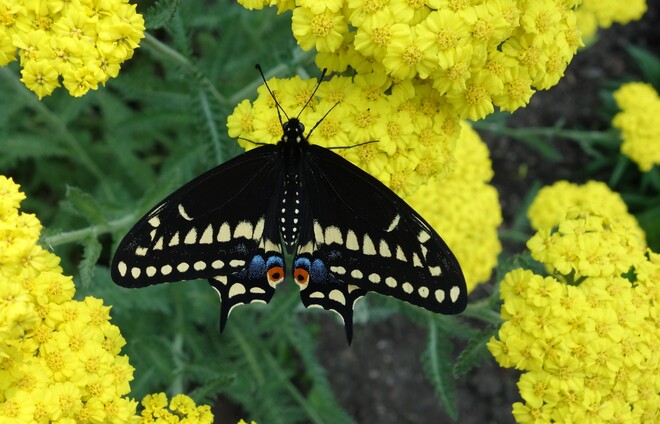 Black swallowtail butterfly Welland, ON