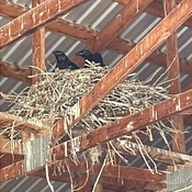 Nest of 4 baby Ravens