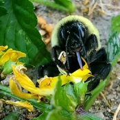 beautiful bumblebee
