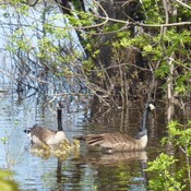 The Canada Geese