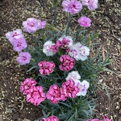 Pink, purple and white carnations