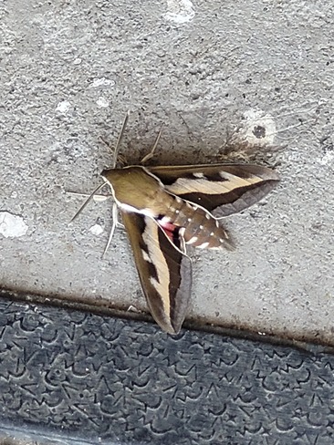 Mystery moth Bonville, ON