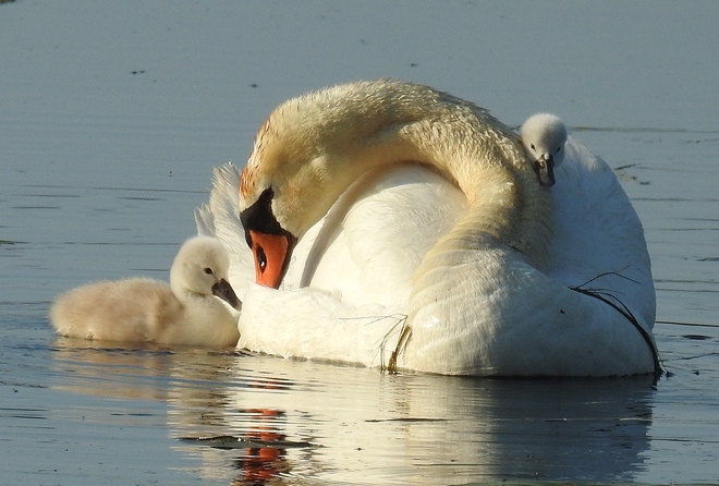 Mother's care Northumberland County, ON