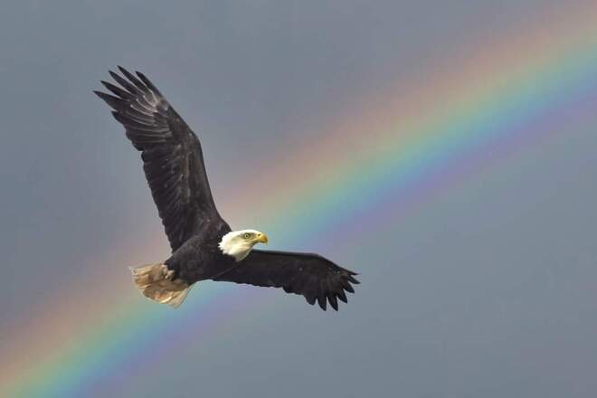 bald eagle Dartmouth, NS