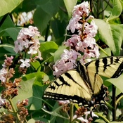 Butterflies on the lilac