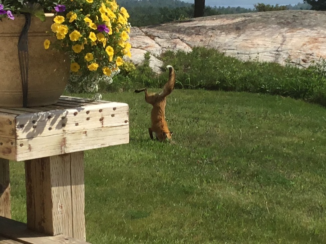Fox doing a handstand. Nobel, ON