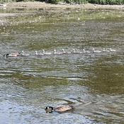 Canada geese clan