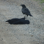 Ravens playing