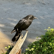 Raven visiting at St. Eugene’s.