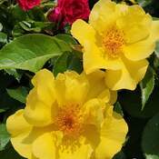 June 4 2023 22C Pretty Wild Roses in full bloom! Thornhill Toronto Iris Chong