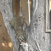 Squirrel encounters